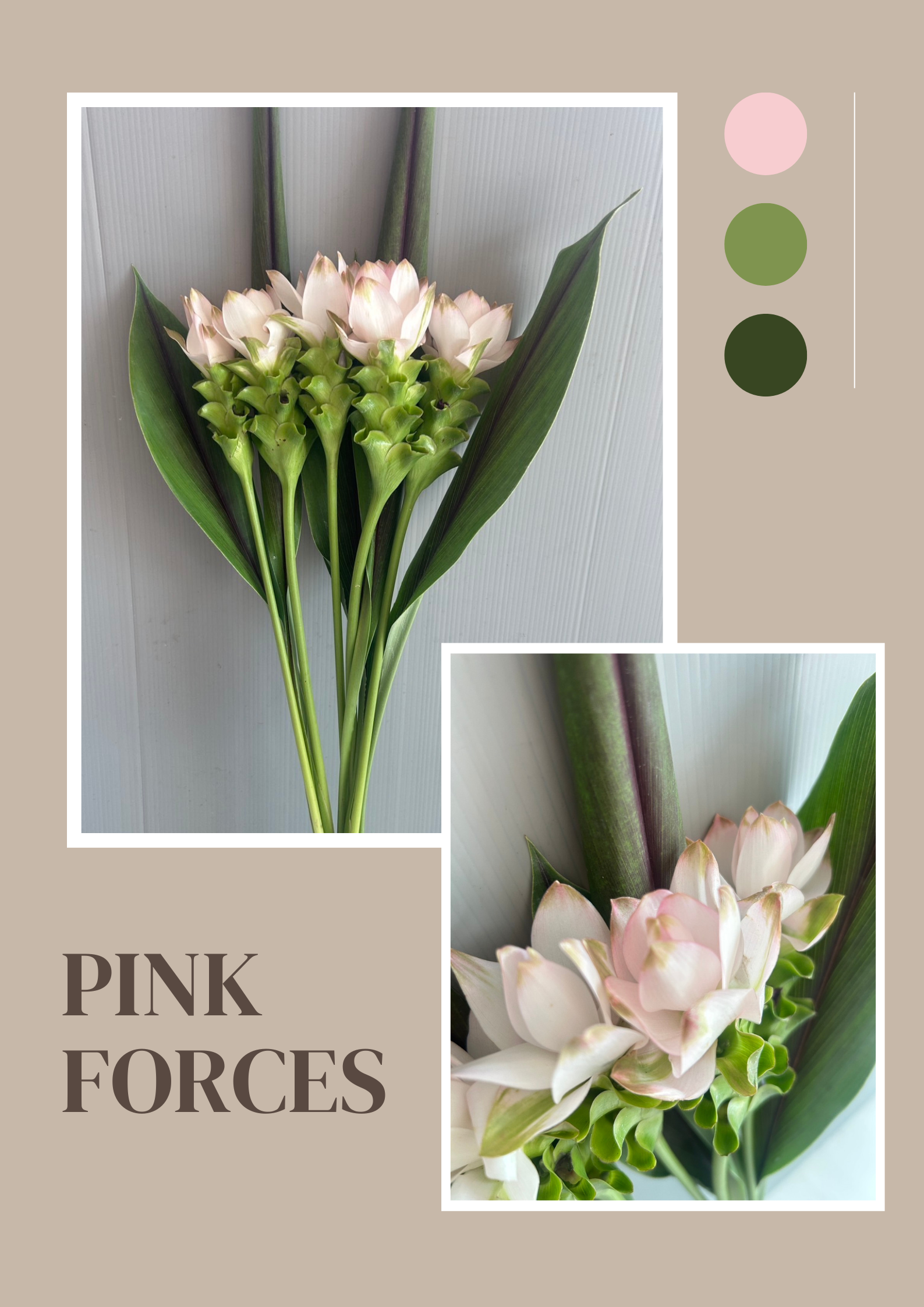 Siam Tulip (Curcuma) image